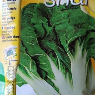 ACELGA VERDE DE PENCA BLANCA 2 - Imagen 1