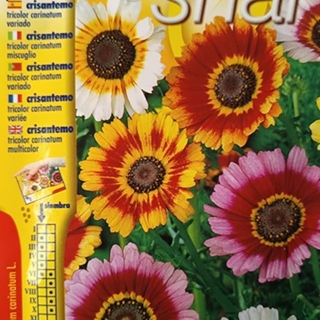 CRISANTEMO TRICOLOR CARINATUM VARIADO - Imagen 1